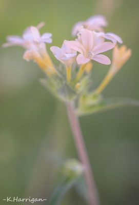 Sierra Wildflowers - Pink