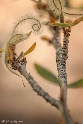 Curl on Rose