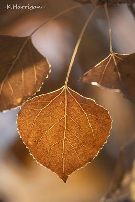 Season's End