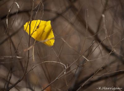 Fallen
