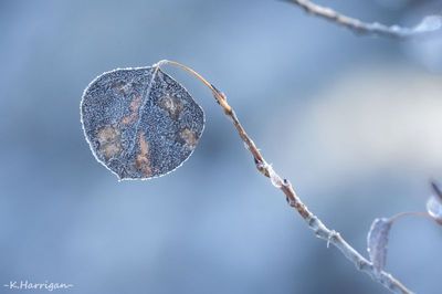 Winter in Sapphire