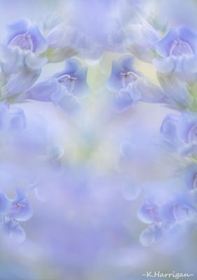 Sierra Wildflowers - Blue