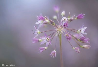 Sierra Wildflowers - Purple