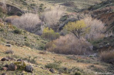 Spring Colors - Carson Range