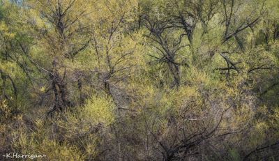 Early Spring, Black Cottonwoods