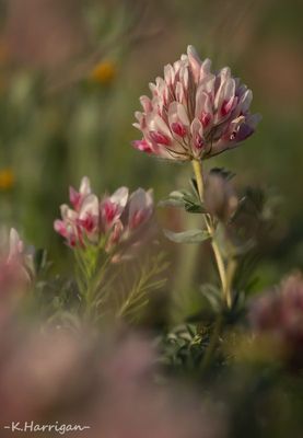 Trifolium macrocephalum