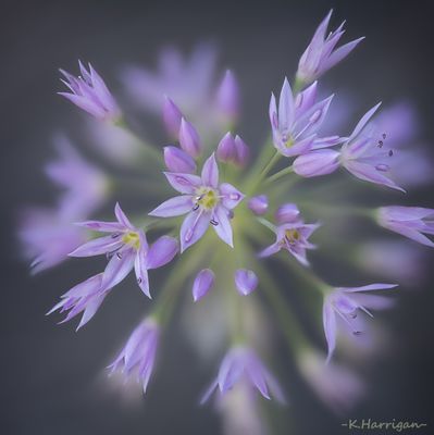 Sierra Wildflowers - Purple