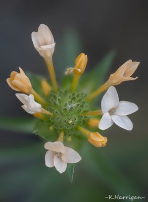Sierra Wildflowers - Orange