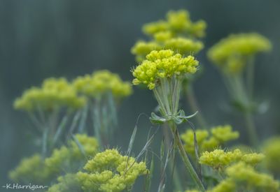 g13/90/1011190/3/174583592.67f5d682.JPEG