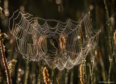 A morning web....with somebody home
