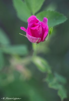 Sierra Wildflowers - Pink