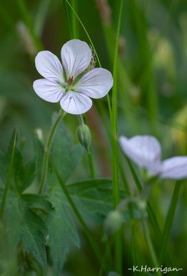 Richard's Geranium