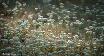 Meadow Spotlight   Yampah and White Brodiaea