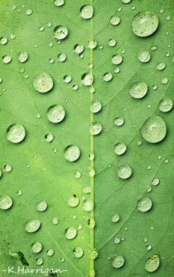 Summer Rain