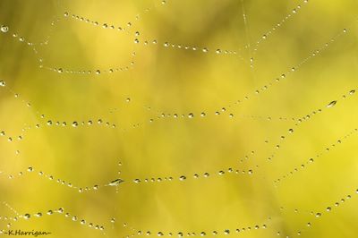 Summer Web
