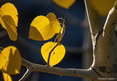 Blue and Gold