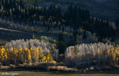 Last Light