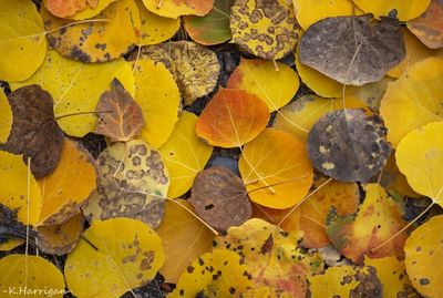 The Autumn Collection: 2024