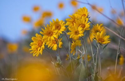 Sierra Wildflowers - Yellow