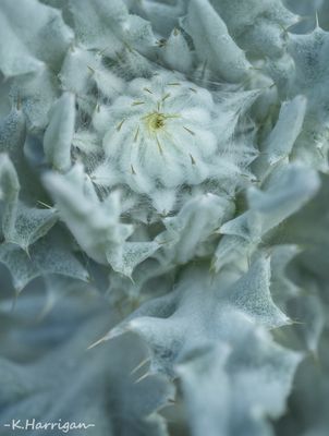 Sierra Wildflowers - White