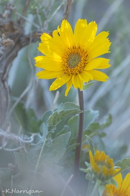 Sierra Wildflowers - Yellow