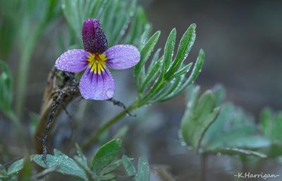 Sierra Wildflowers - Purple
