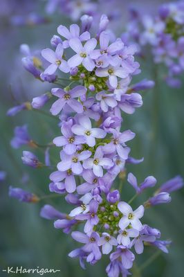 Sierra Wildflowers - Blue