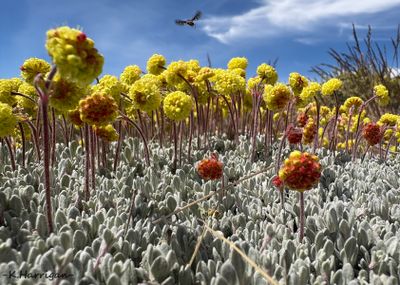 Sierra Wildflowers - Yellow