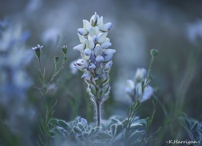 Sierra Wildflowers - Blue