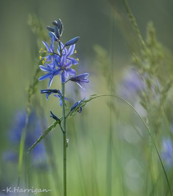 Sierra Wildflowers - Blue