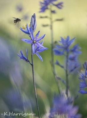 Sierra Wildflowers - Purple