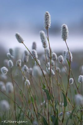 Sierra Wildflowers - White