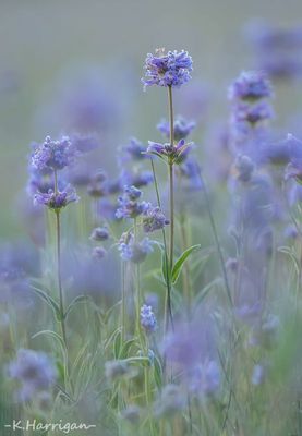 Sierra Wildflowers - Purple