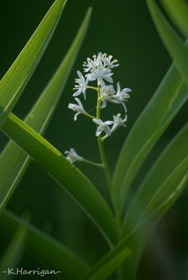 Sierra Wildflowers - White