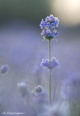 Sierra Wildflowers - Purple