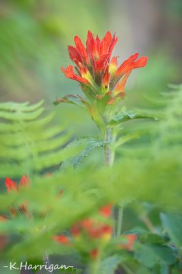 Sierra Wildflowers - Red