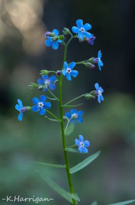 Sierra Wildflowers - Blue