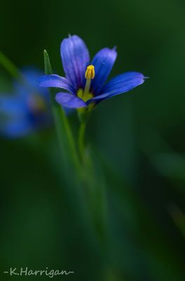 Sierra Wildflowers - Blue