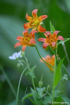 Sierra Wildflowers - Orange