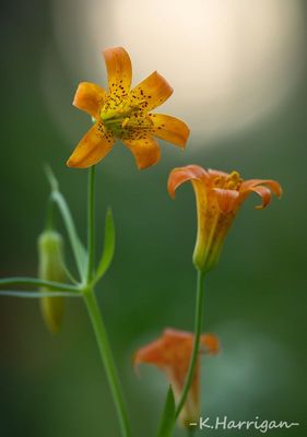 Sierra Wildflowers - Orange