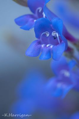 Sierra Wildflowers - Blue
