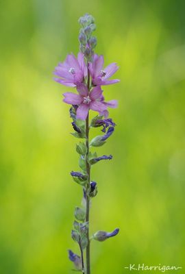 Sierra Wildflowers - Pink