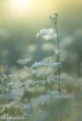 Sierra Wildflowers - White