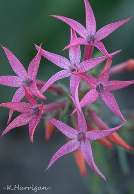 Sierra Wildflowers - Pink
