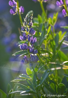 Sierra Wildflowers - Purple