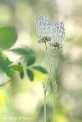 Sierra Wildflowers - White