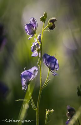 Sierra Wildflowers - Purple