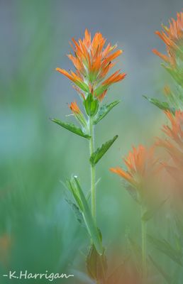 Sierra Wildflowers - Orange