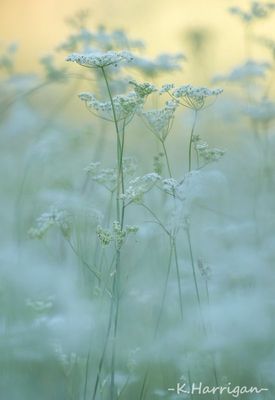 Sierra Wildflowers - White