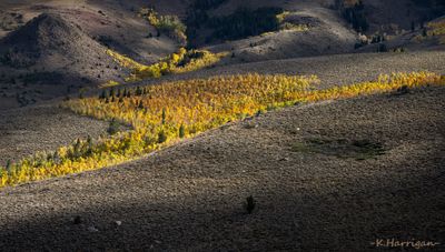 Fall Colors